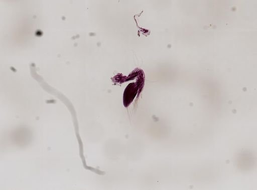Paranebalia