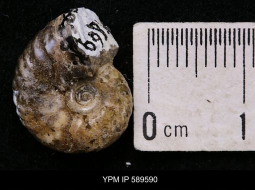 Hoploscaphites comprimus