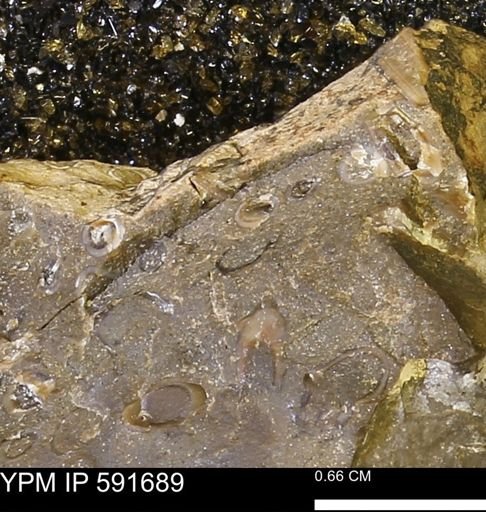 Serpulidae