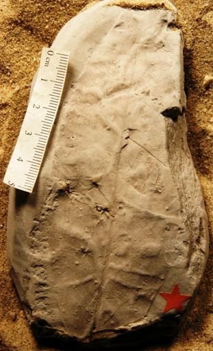 Celastrophyllum grandifolium