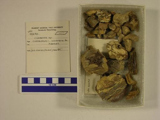 Clidastes sp.