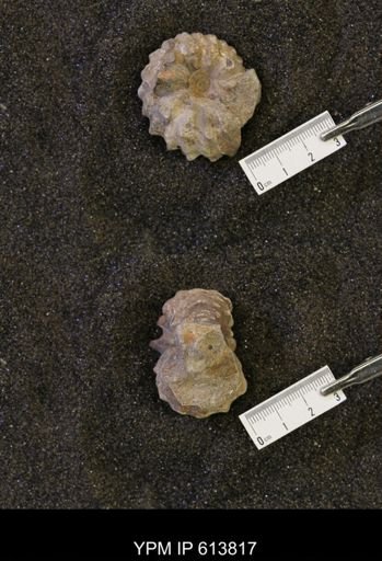 Neogastroplites sp.