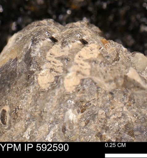 undet. Mollusca