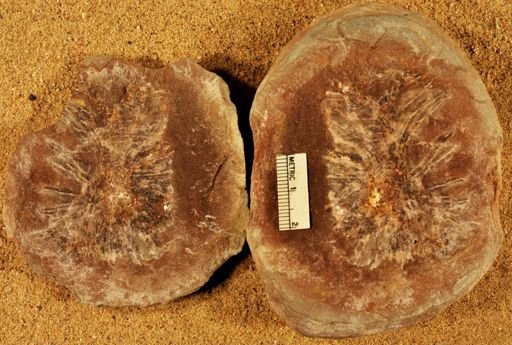 Annularia