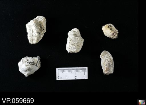 undet. Actinopterygii
