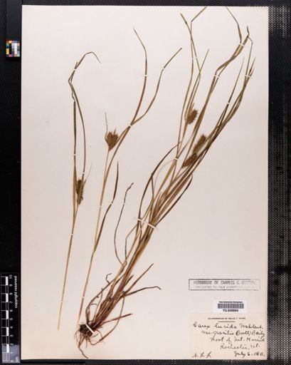 Carex lurida
