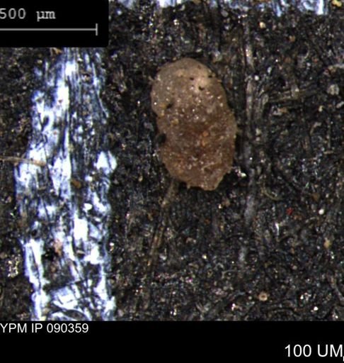 Ammobaculites euides