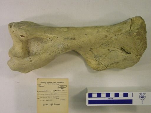 Aphelops malacorhinus