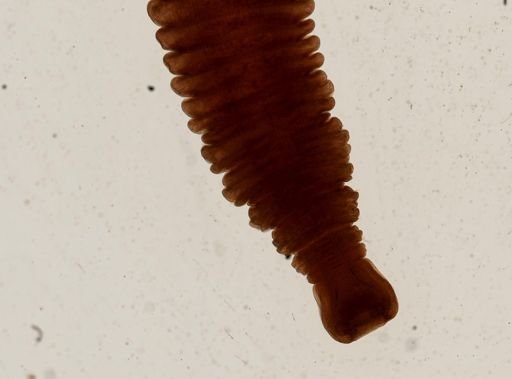 Raillietina cesticillus