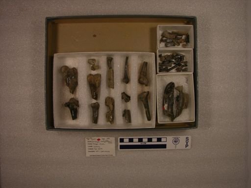 Miacis bathygnathus