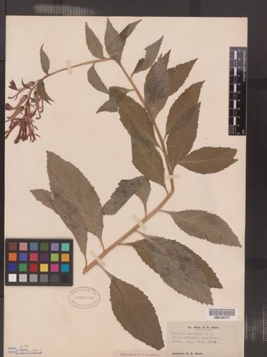 Lobelia cardinalis