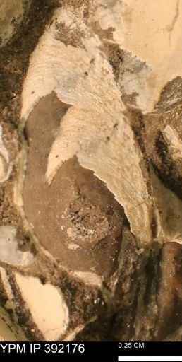 Protocardia sp.