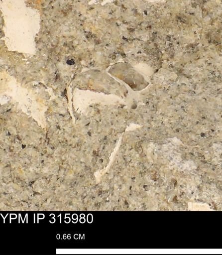 undet. Mollusca