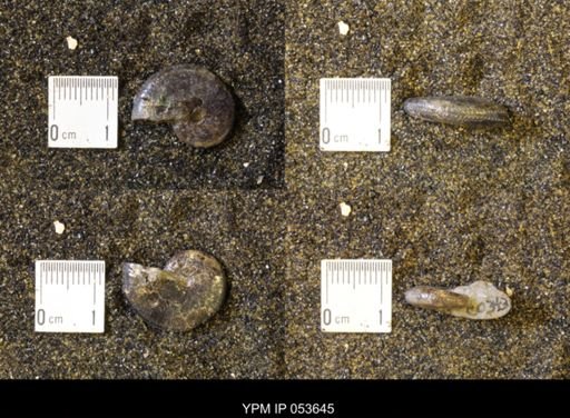 Discoscaphites rossi