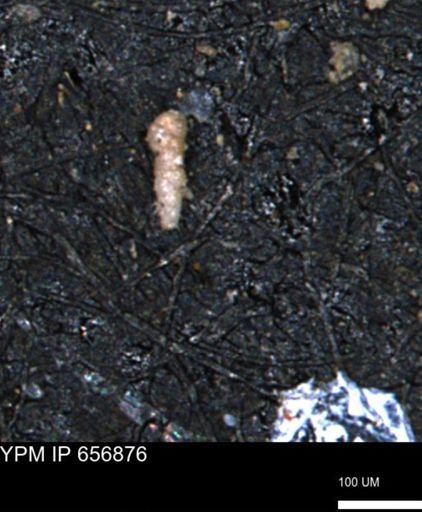 Verneuilinoides kansasensis