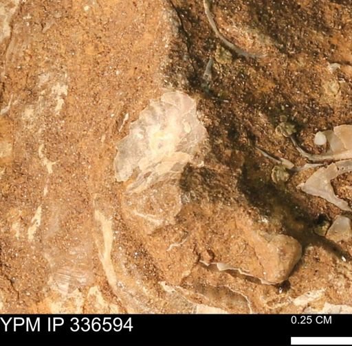 undet. Scaphitidae