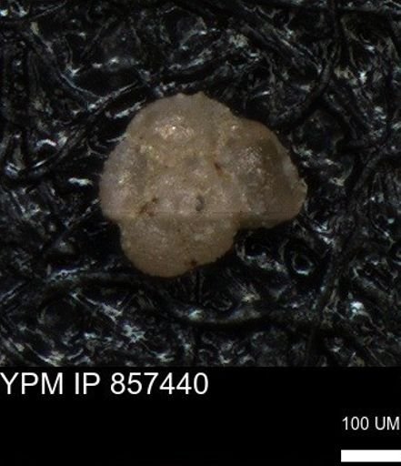 undet. Foraminiferida