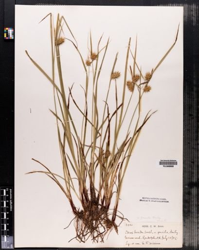 Carex lurida