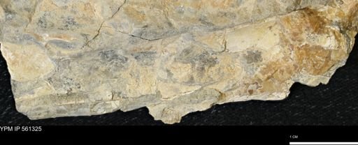 Baculites sp.