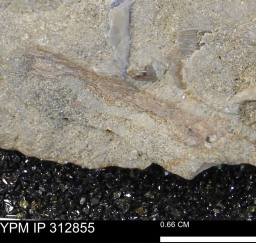undet. Bivalvia