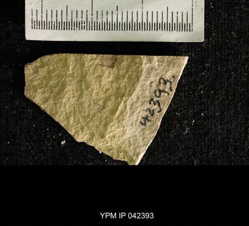 undet. Hexapoda