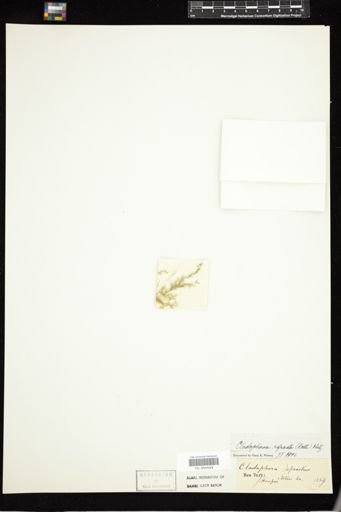 Cladophora refracta