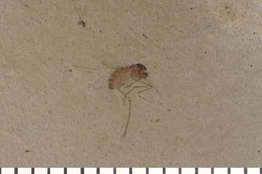 Diptera