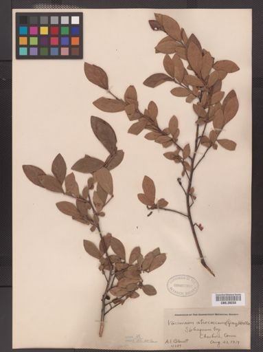 Vaccinium atrococcum