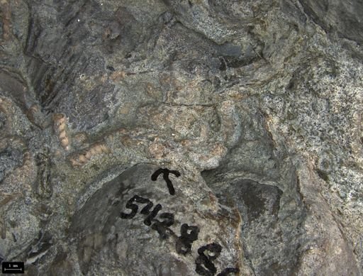 Aplocoma damesii