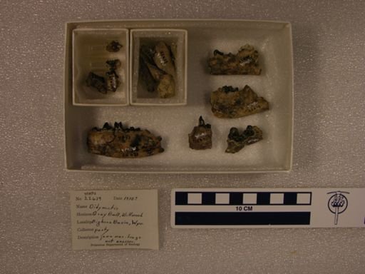 Didymictis sp.