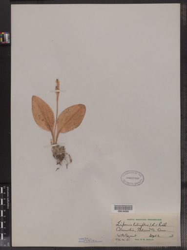 Liparis liliifolia