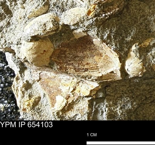 Bivalvia