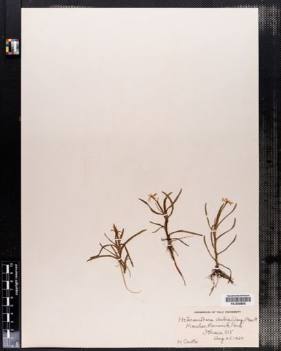 Heteranthera dubia