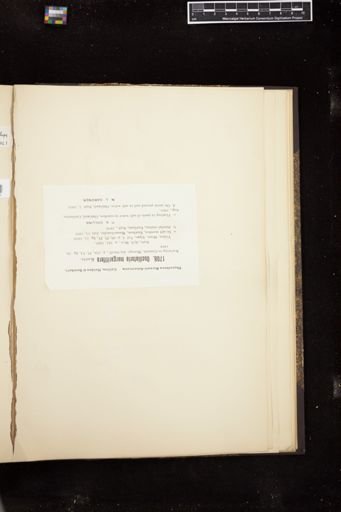 Oscillatoria margaritifera