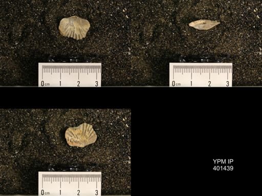 Plectorthis plicatella