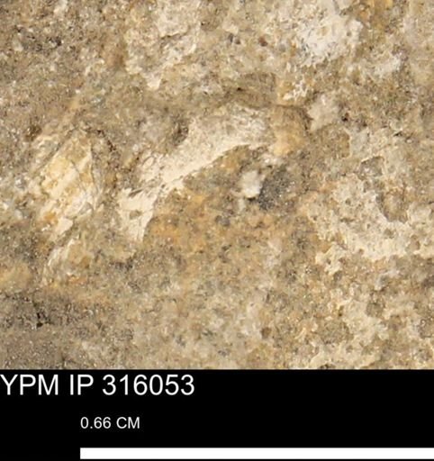 undet. Mollusca