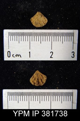 Howellella sp.