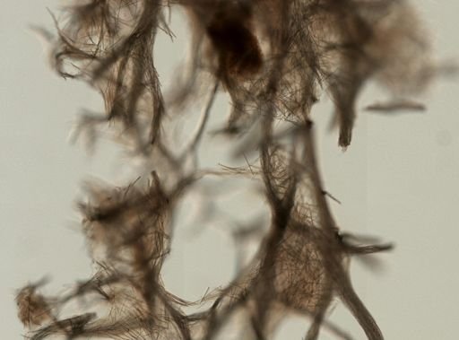 Gelliodes sp.