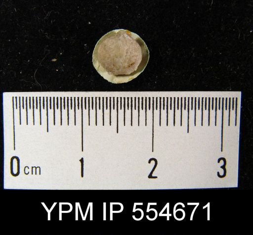 Homoeospira bouchardi anticostiensis