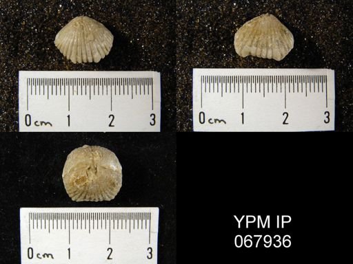 Uncinulus nucleolatus