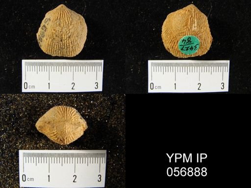 Atrypa reticularis