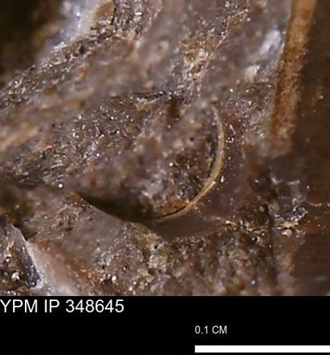 undet. Mollusca