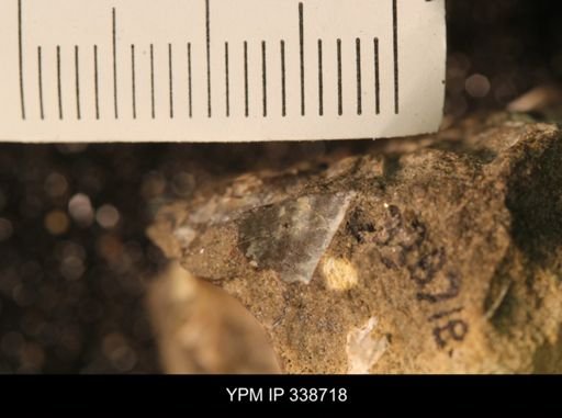 Protocardia subquadrata
