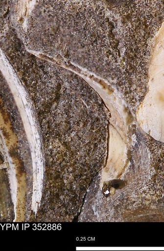 undet. Mollusca