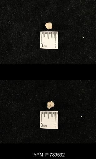 undet. Bryozoa