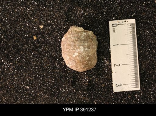 Scaphitidae