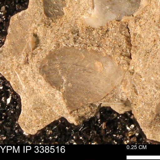 Protocardia subquadrata