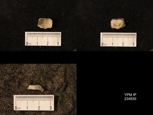 Marginifera wabashensis var. armata