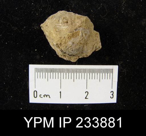 Marginifera wabashensis