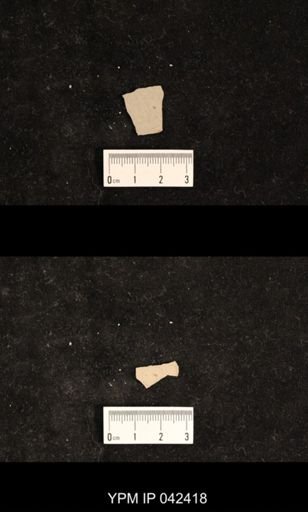 undet. Psocoptera